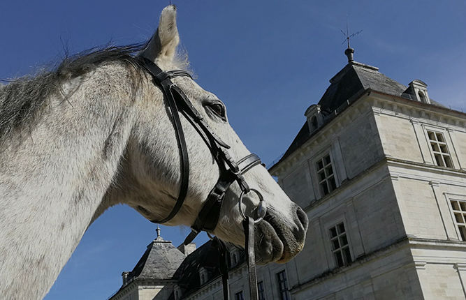 Pension pour chevaux